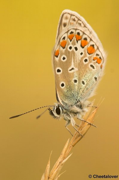 DSC08442.JPG - Icarus Blauwtje