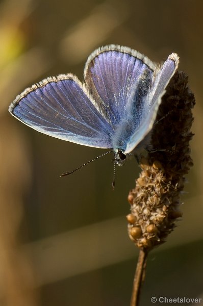 DSC08484.JPG - Icarus Blauwtje