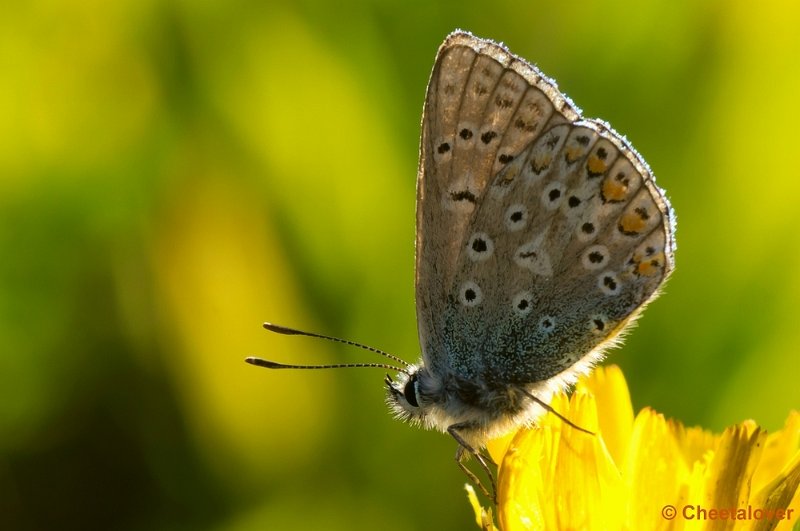 DSC08509.JPG - Icarus Blauwtje