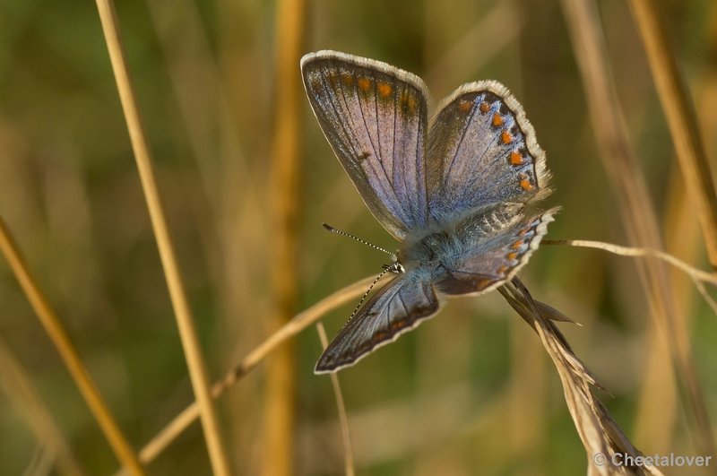 DSC08512.JPG - Icarus Blauwtje