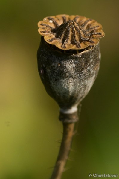 DSC07912.JPG - Uitgebloeide Papaver