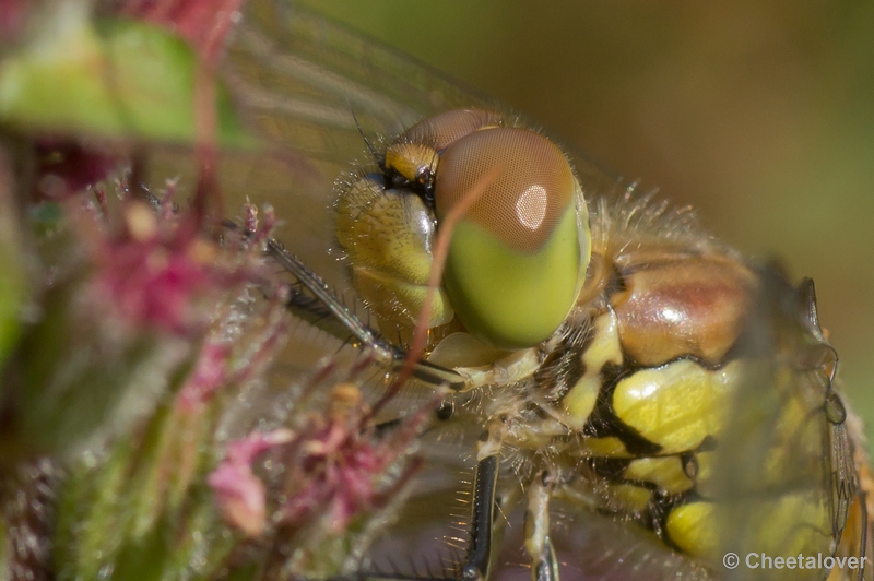 DSC07982.JPG - Heidelibel