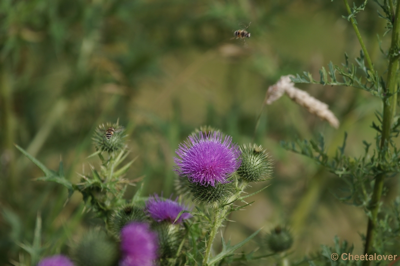 DSC01344.JPG - Kogeldistel en vliegende Bijtjes