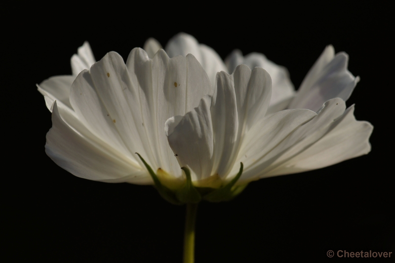 DSC09756.JPG - Cosmea