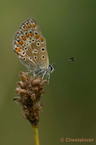 _DSC2247.JPG - Icarusblauwtje