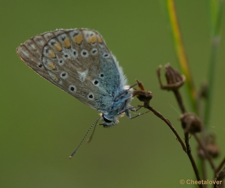 _DSC2284.JPG - Icarusblauwtje