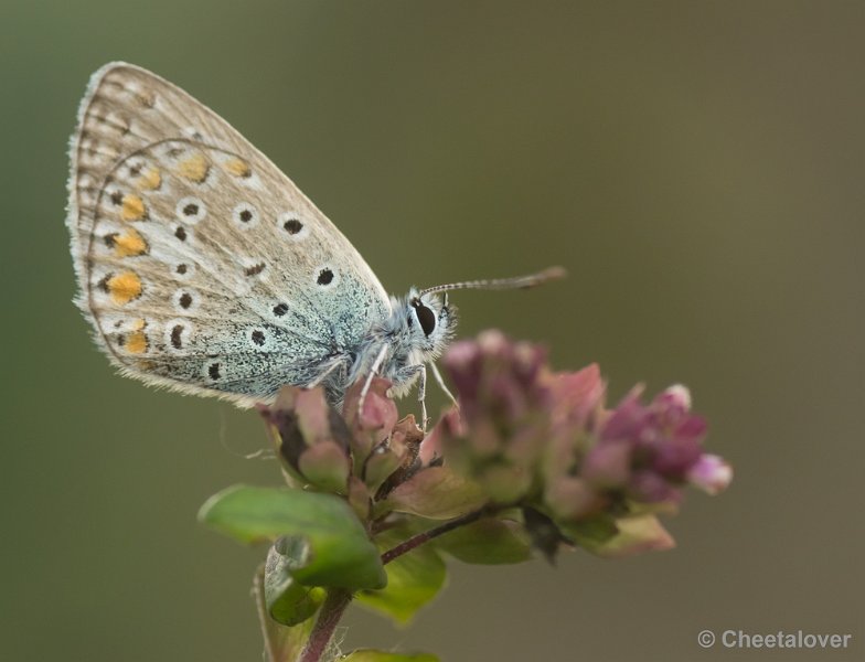 _DSC2315.JPG - Icarusblauwtje