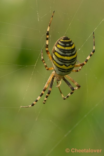 _DSC2361.JPG - Tijgerspin