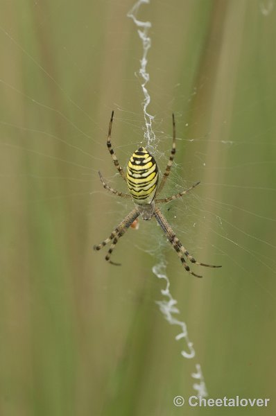 _DSC9950.JPG - Tijgerspin