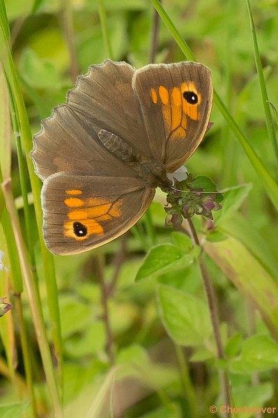 _DSC7916.JPG - Bruin Zandoogje