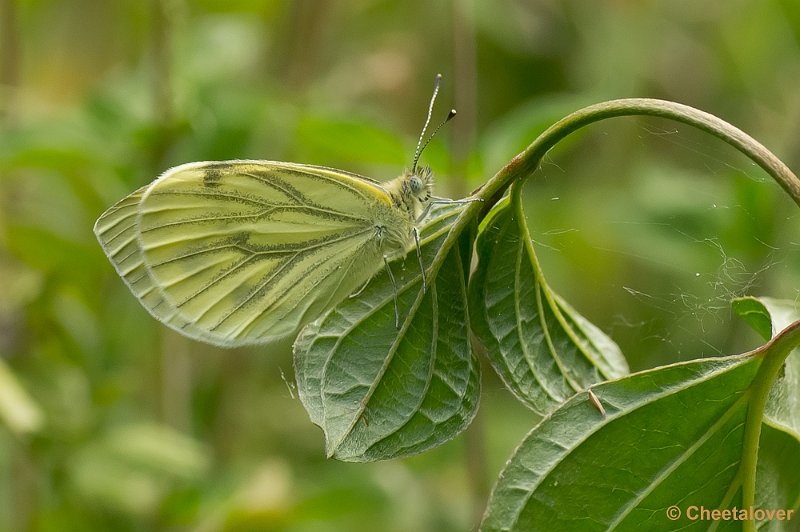 _DSC7930.JPG - Klein Geaderd Witje