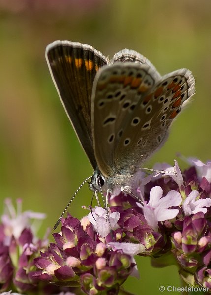 _DSC7948.JPG - Icarus Blauwtje