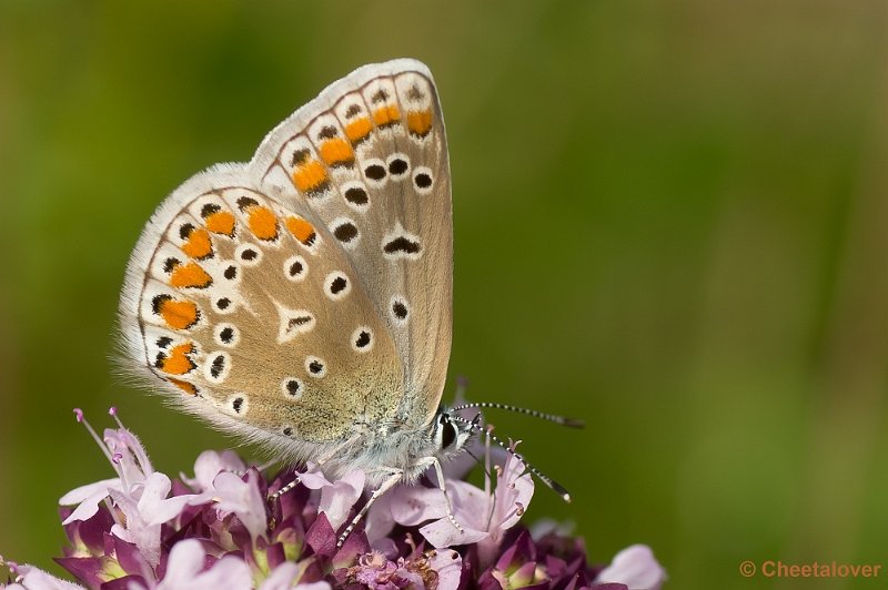 _DSC7961.JPG - Icarus Blauwtje