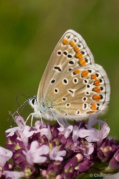 _DSC7962.JPG - Icarus Blauwtje