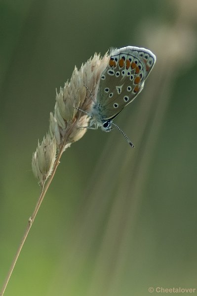 _DSC8005.JPG - Icarus Blauwtje