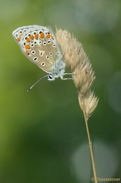 _DSC8012.JPG - Icarus Blauwtje