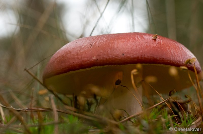 _DSC2756.JPG - Park de Hoge Veluwe