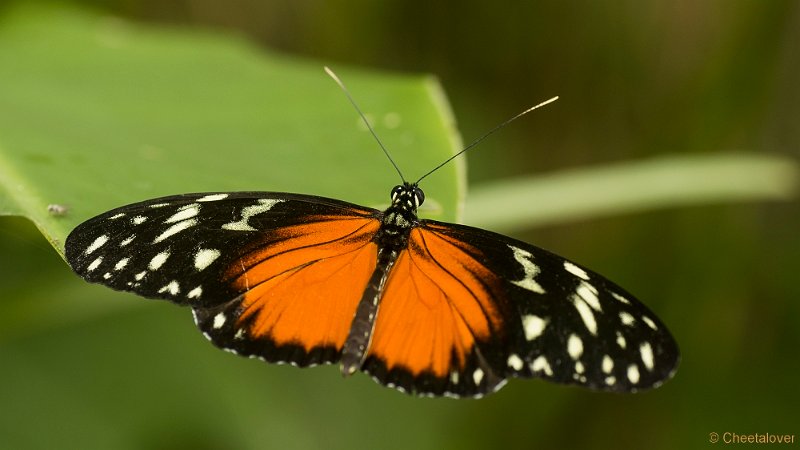 _DSC6896.JPG - Vlindersafari