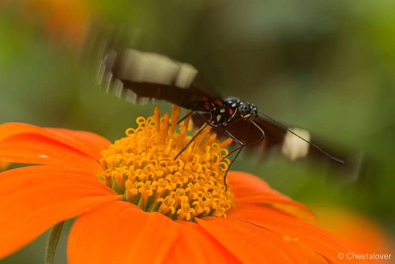 _DSC6914.JPG - Vlindersafari