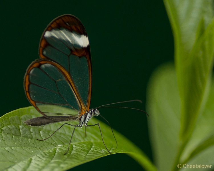 _DSC6965.JPG - Vlindersafari