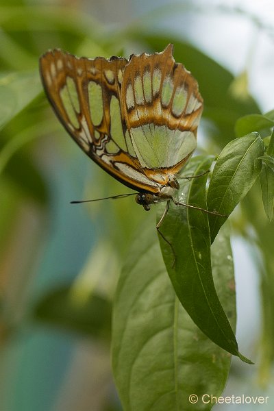 _DSC6989.JPG - Vlindersafari