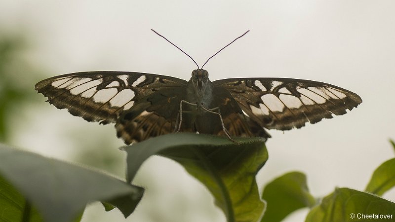 _DSC6993.JPG - Vlindersafari