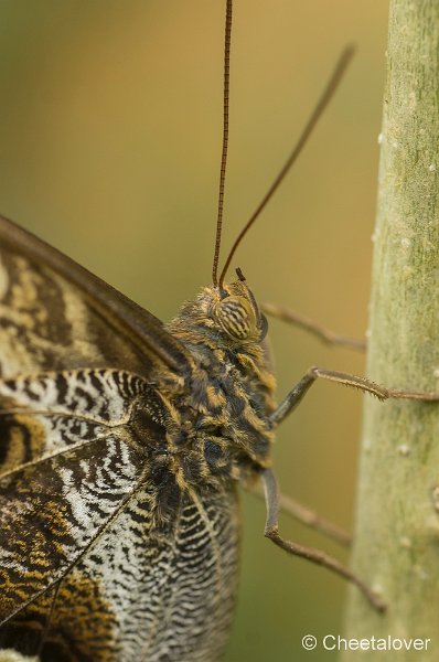 _DSC7075.JPG - Vlindersafari