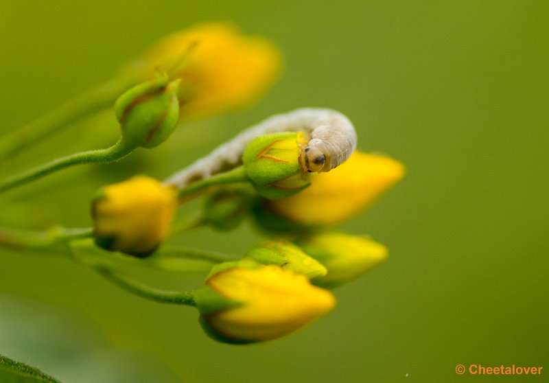 _DSC1856.JPG - Natuurtuin 't Loo