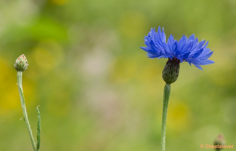 _DSC1870.JPG - Natuurtuin 't Loo