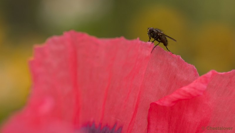 _DSC1964.JPG - Natuurtuin 't Loo