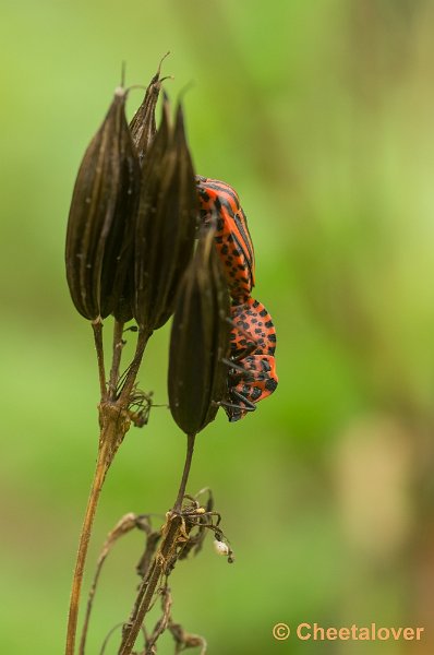 _DSC1969.JPG - Natuurtuin 't Loo