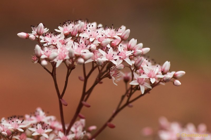 _DSC1985.JPG - Natuurtuin 't Loo