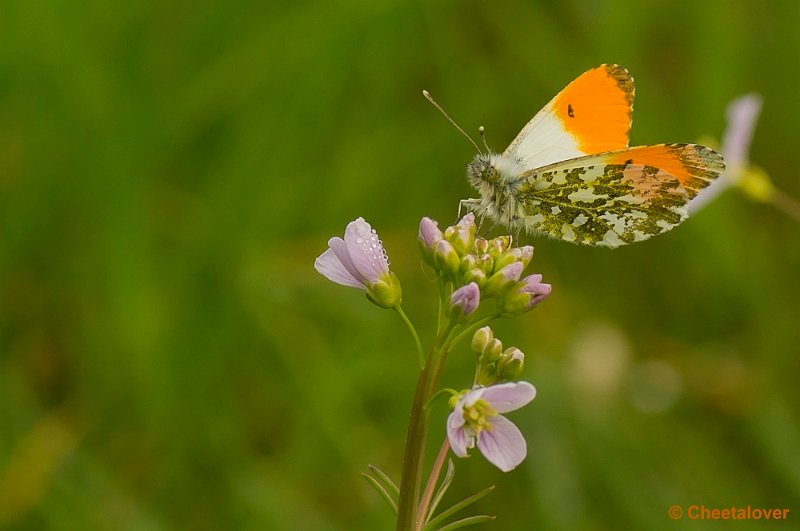 _DSC0022.JPG - Oranjetipje