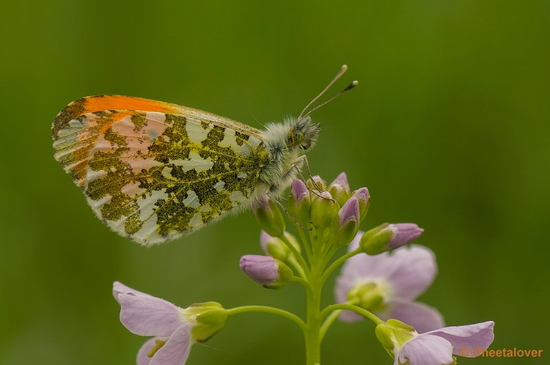 _DSC0033.JPG - Oranjetipje