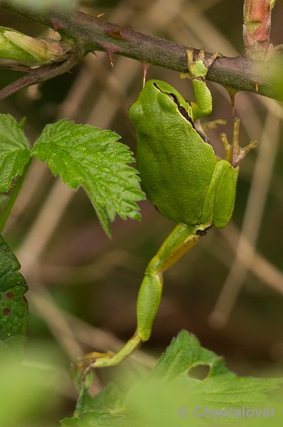 _DSC0115.JPG - Boomkikker