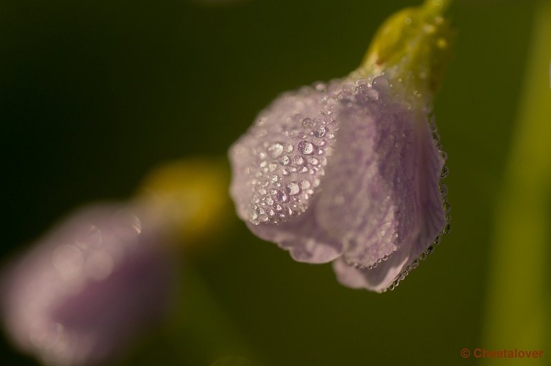 _DSC9935.JPG - Pinksterbloem