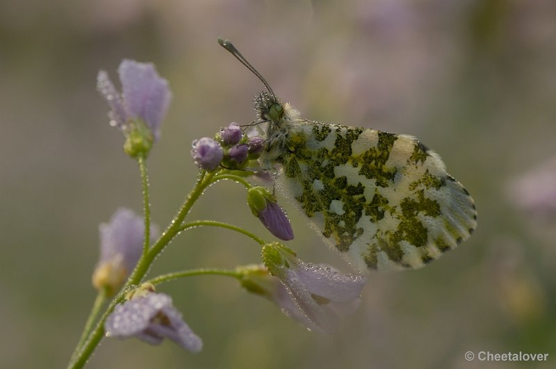 _DSC9957.JPG - Oranjetipje