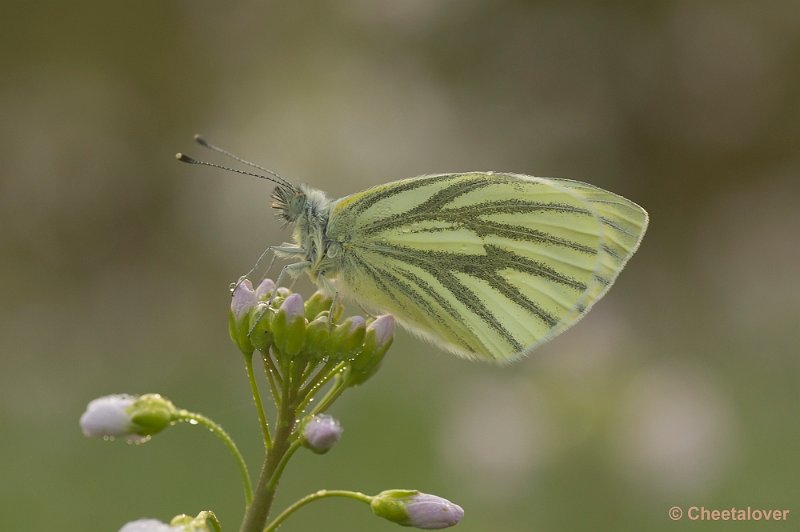 _DSC9960.JPG - Geaderd Witje