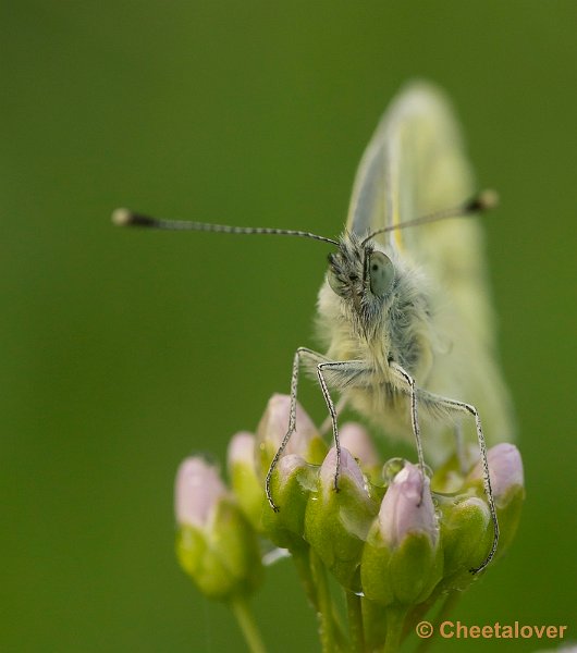 _DSC9974.JPG - Geaderd Witje