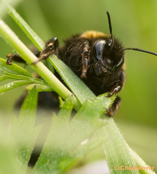 _DSC9985.JPG - Hommel