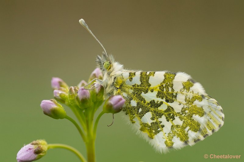 _DSC9988.JPG - Oranjetipje