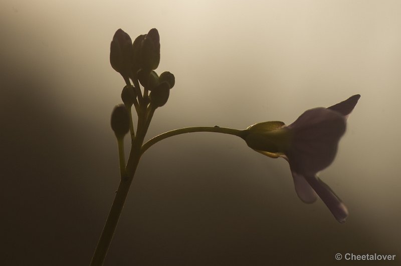 _DSC6345.JPG - Pinksterbloem in tegenlicht