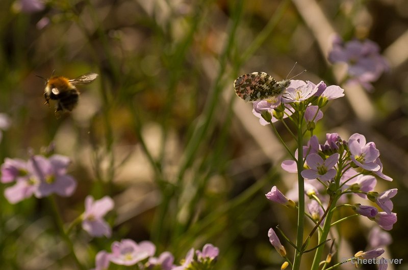 _DSC6477.JPG - Pinksterbloem, Oranjetipje en Hommel