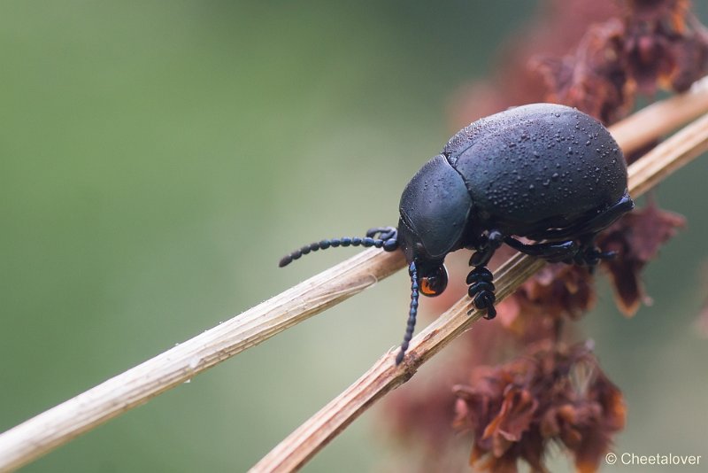 _DSC4246-2.JPG - Macro augustus