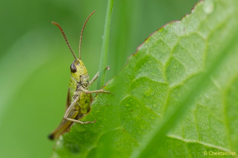 _DSC4256.JPG - Macro augustus