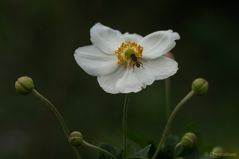 _DSC4306.JPG - Macro augustus