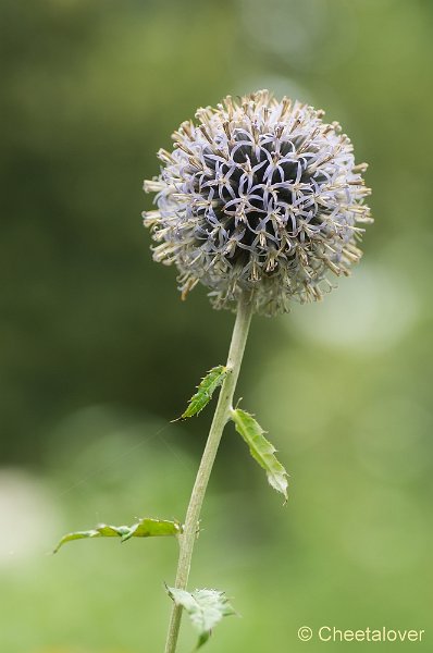 _DSC4313.JPG - Macro augustus