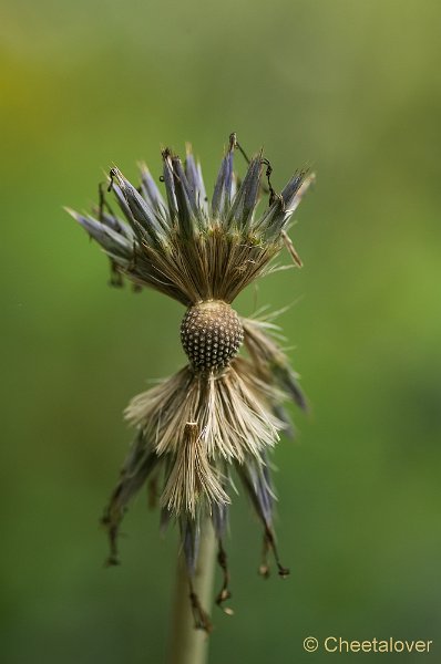 _DSC4318.JPG - Macro augustus