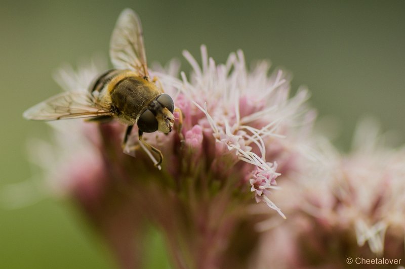 _DSC4320.JPG - Macro augustus