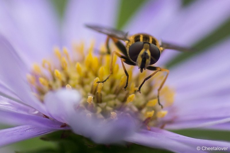 _DSC4332.JPG - Macro augustus